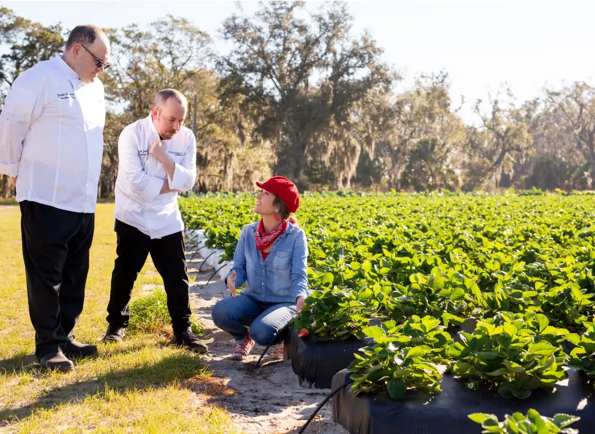 Chefs inspect strawberry crops at Morrison Healthcare's sustainable farm